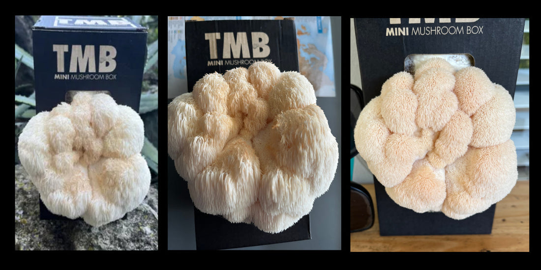 🧠 Lion’s Mane Mushroom: Nature’s Brain Booster You Can Grow, Forage, or Cook