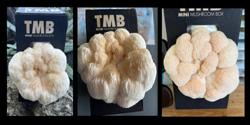 🧠 Lion’s Mane Mushroom: Nature’s Brain Booster You Can Grow, Forage, or Cook