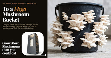The Ultimate Mycology Glitch: Complete Guide On How to Turn One Mushroom Box a Bucket Load of mushrooms