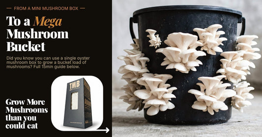 The Ultimate Mycology Glitch: Complete Guide On How to Turn One Mushroom Box a Bucket Load of mushrooms