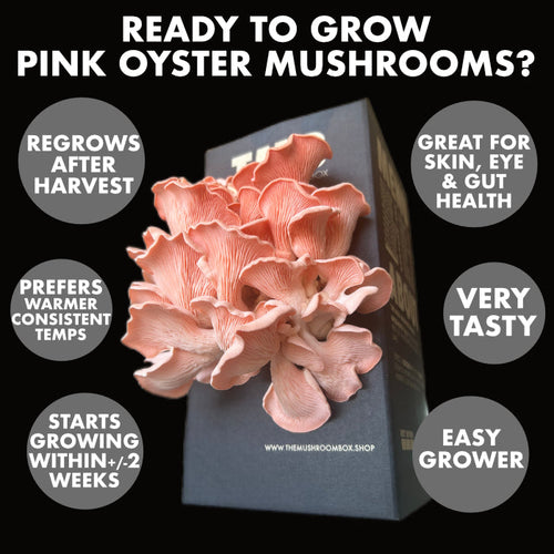 Pink Oyster Mushrooms: A Simple Grow Guide