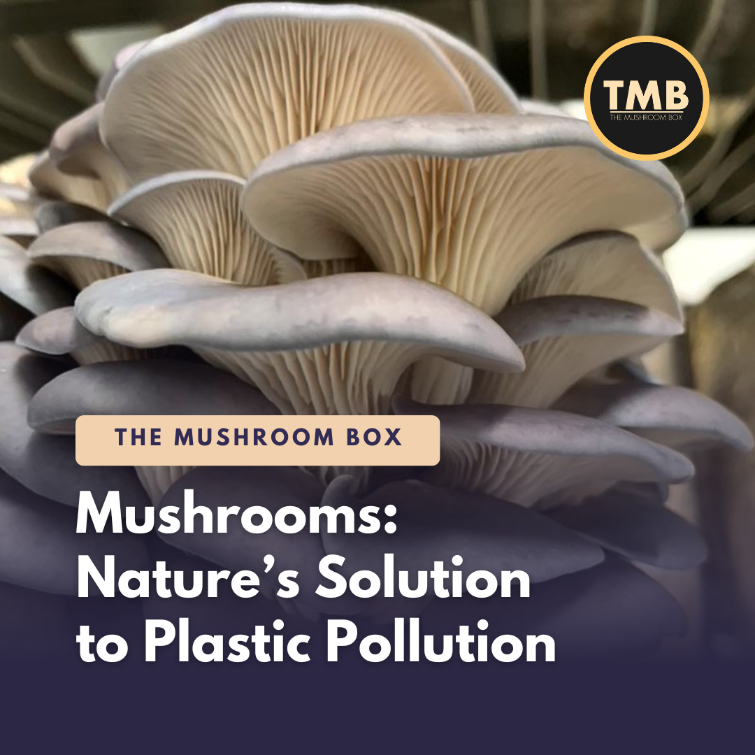 Mushrooms - The Solution To Plastic Pollution?