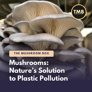 Mushrooms - The Solution To Plastic Pollution?