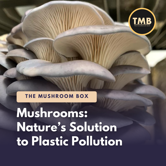 Mushrooms - The Solution To Plastic Pollution?