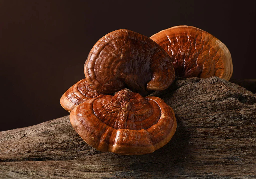 Reishi Mushrooms: called the Mushroom of Immortality