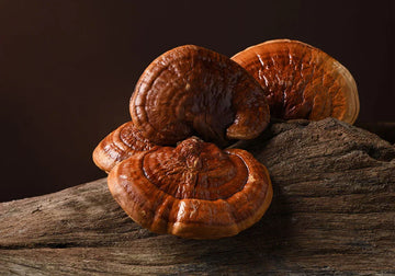 Reishi Mushrooms: called the Mushroom of Immortality