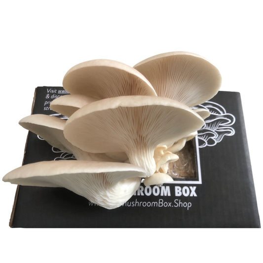 Are Mushroom Grow Kits Worth It?