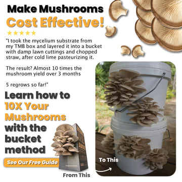 Making Mushroom Cultivation, cost effective