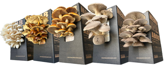 7 Reasons To Eat Oyster Mushrooms