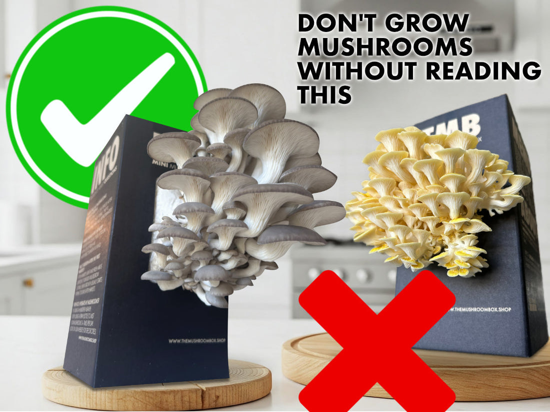 Don't Grow Mushrooms Without Reading This