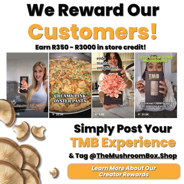 Earn While You Grow - Creator Rewards