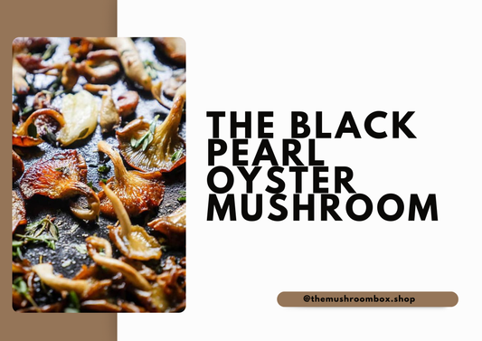 Black Pearl Oyster Mushrooms