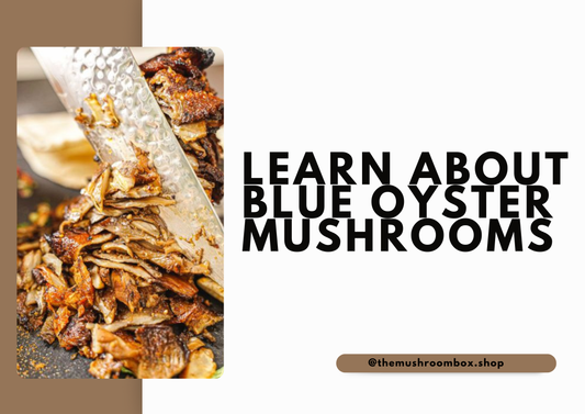 Blue Oyster Mushrooms