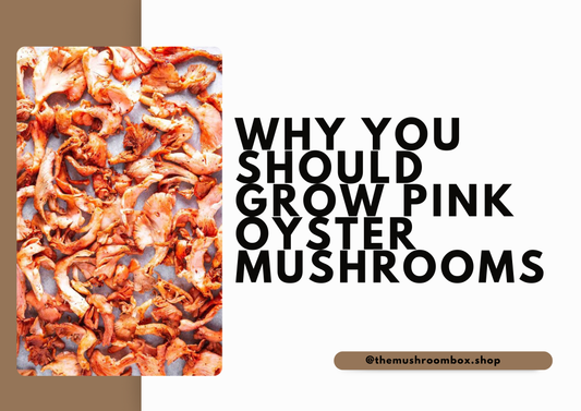 Pink Oyster Mushrooms