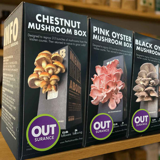 Custom Corporate Gifting - The Mushroom Box