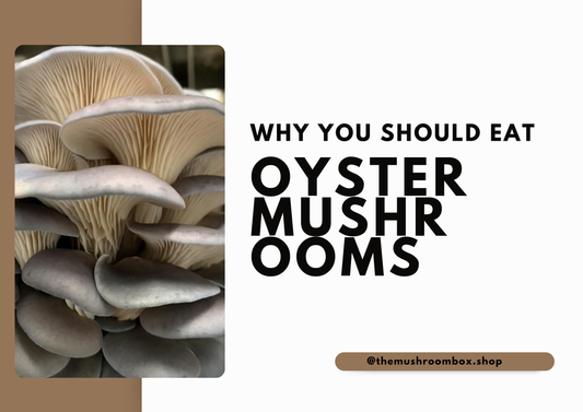 7 Reasons To Eat Oyster Mushrooms