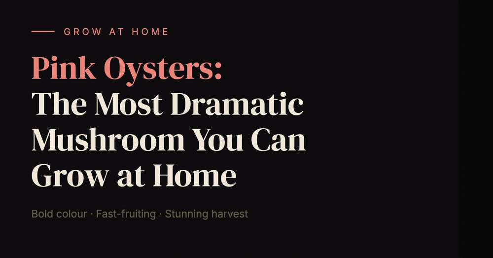 Pink Oysters: The Most Dramatic Mushroom You Can Grow at Home