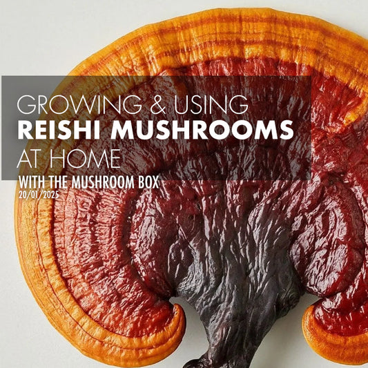 Reishi Mushrooms: Origin, Benefits, and Cultivation