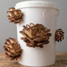 Brown Oyster - Chestnut Mushroom Box