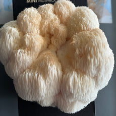 Brain Booster - Lions Mane Mushroom Box [Pre order]