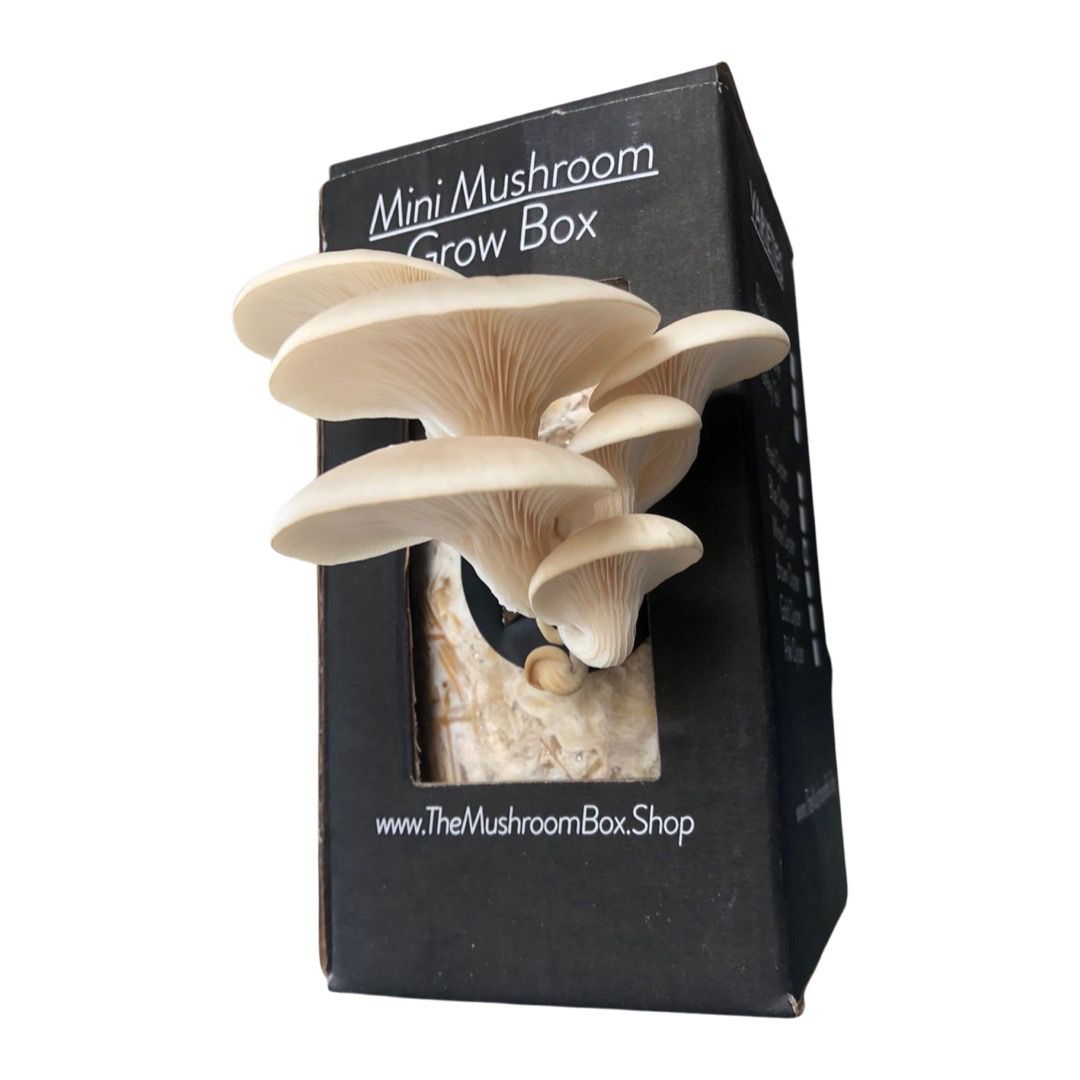 Mini Mushroom Box