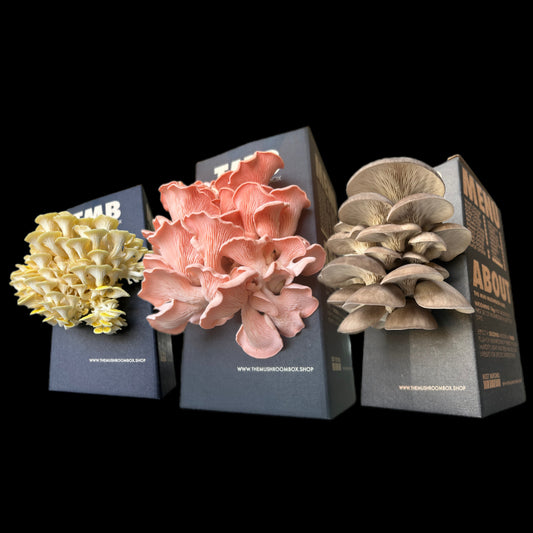 Oyster Mushroom 3 Pack (30%  Off)