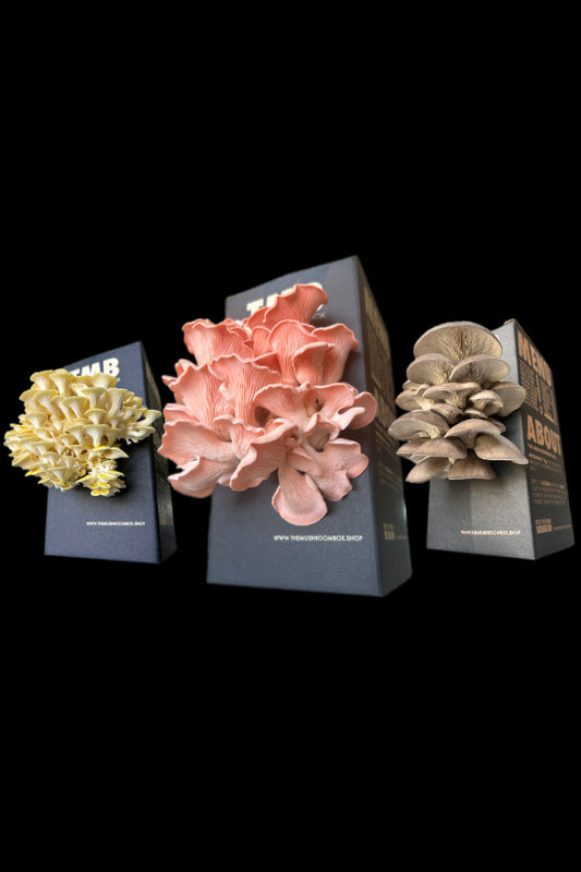 Oyster Mushroom Pack - Limited