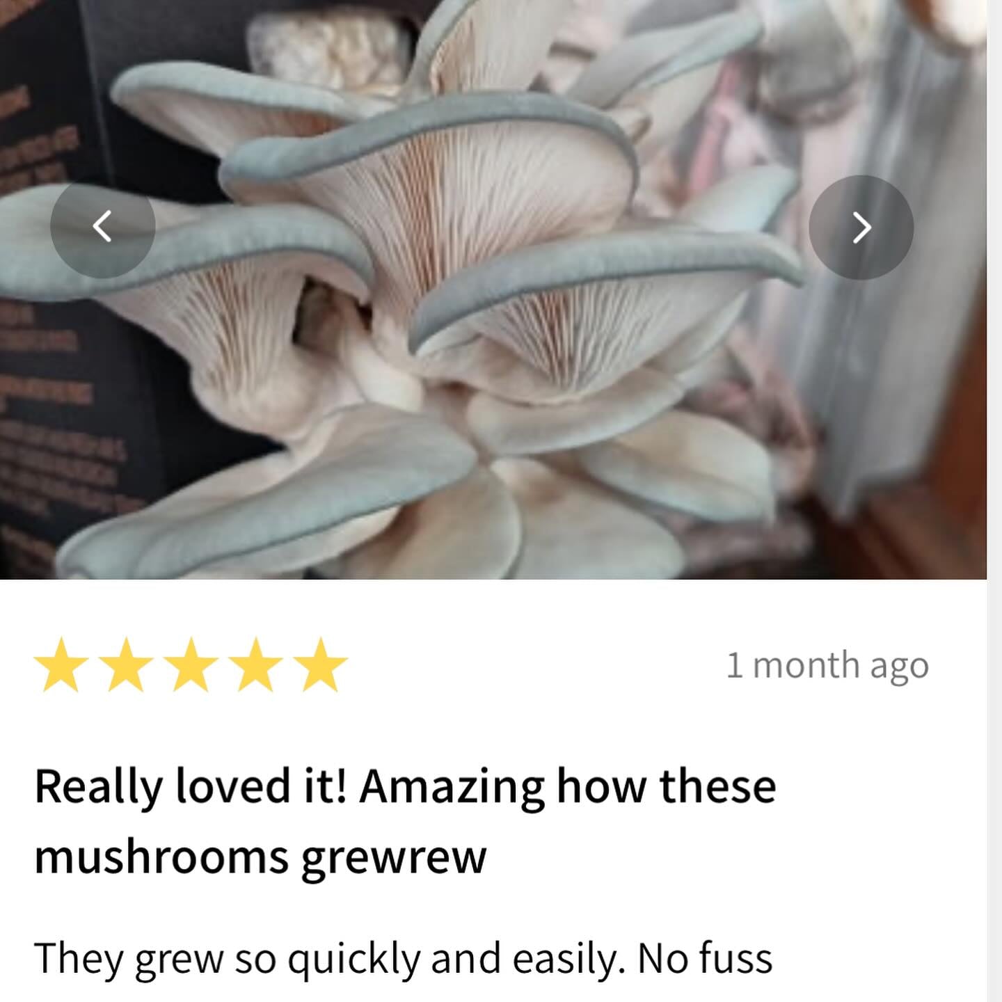 Blue Oyster Mushroom Box