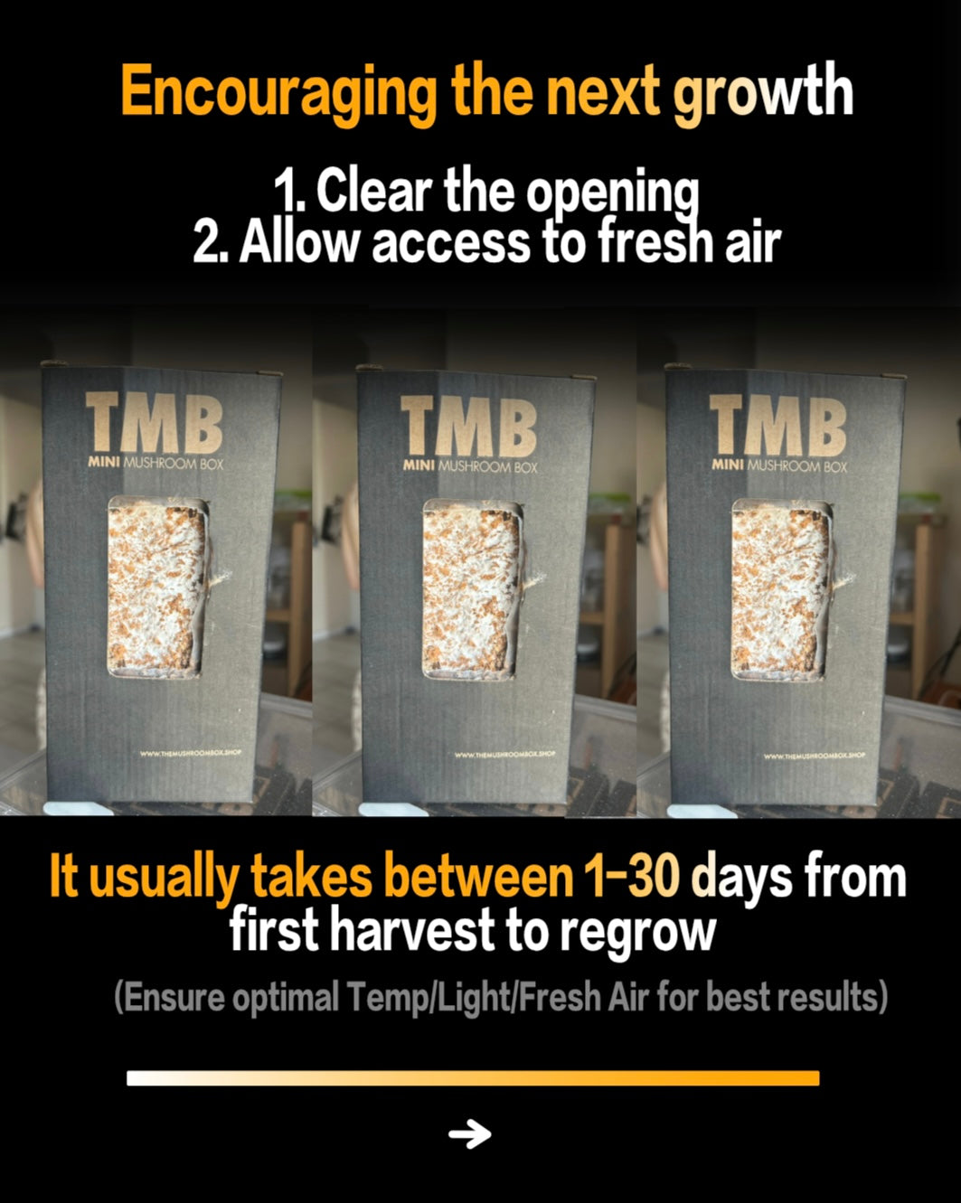 Seasonal 6 Pack | Buy 3 Get 3 Free | Random Mix