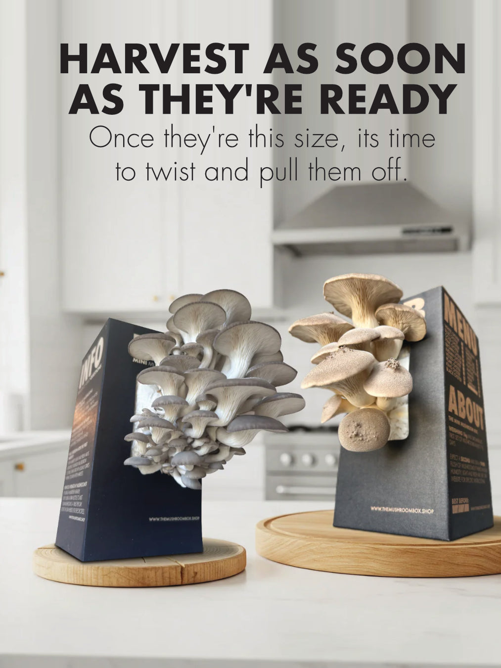 Mini Mushroom Farm