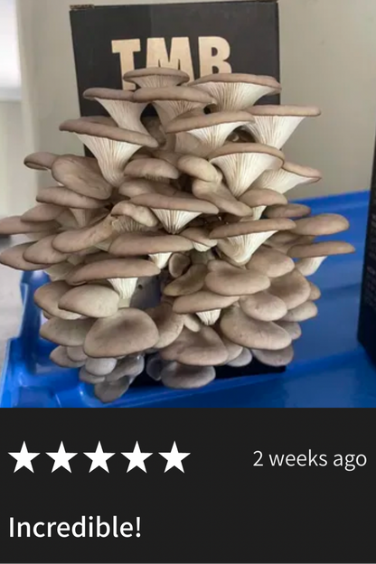 Immune Booster - Black Pearl Oyster Mushroom Box