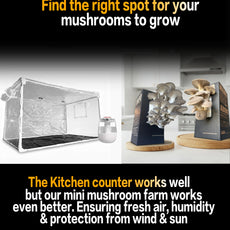 Seasonal 6 Pack | Buy 3 Get 3 Free | Random Mix