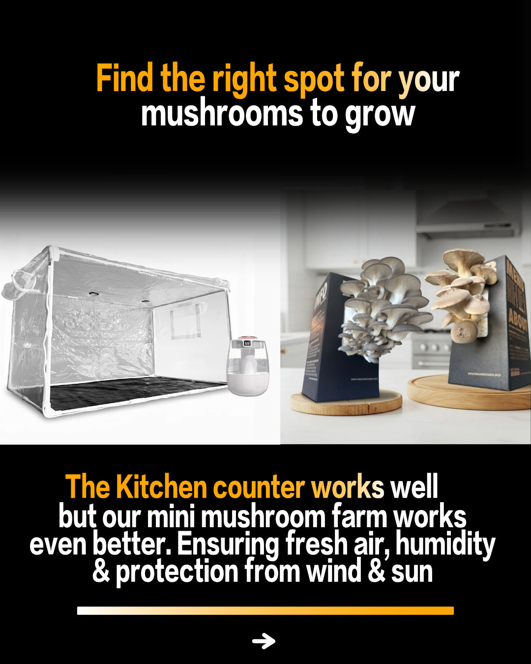 Seasonal 6 Pack | Buy 3 Get 3 Free | Random Mix