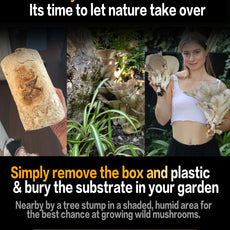 Seasonal 6 Pack | Buy 3 Get 3 Free | Random Mix