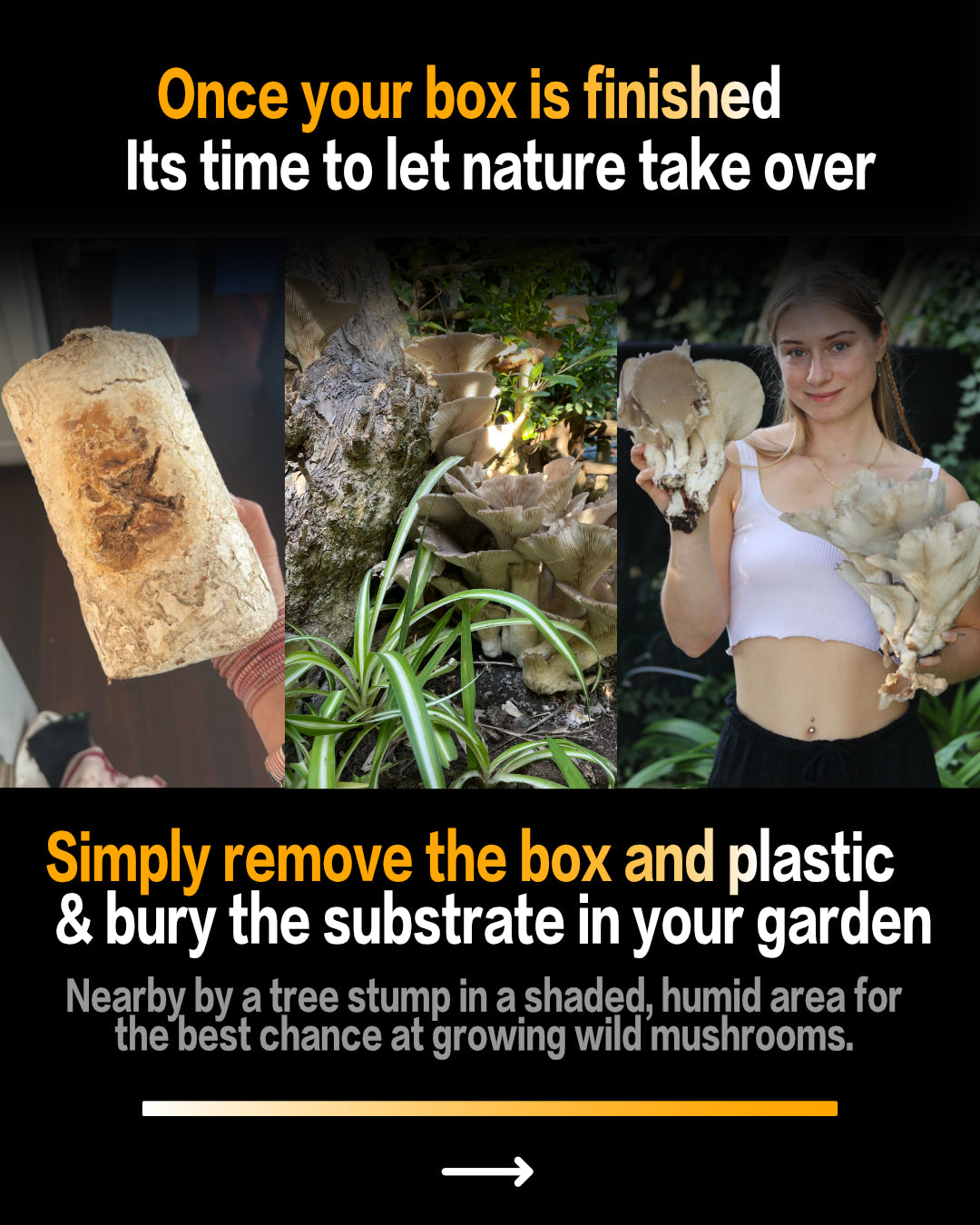 Seasonal 6 Pack | Buy 3 Get 3 Free | Random Mix