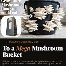 Automatic Mushroom Farm + Seasonal 6 Pack