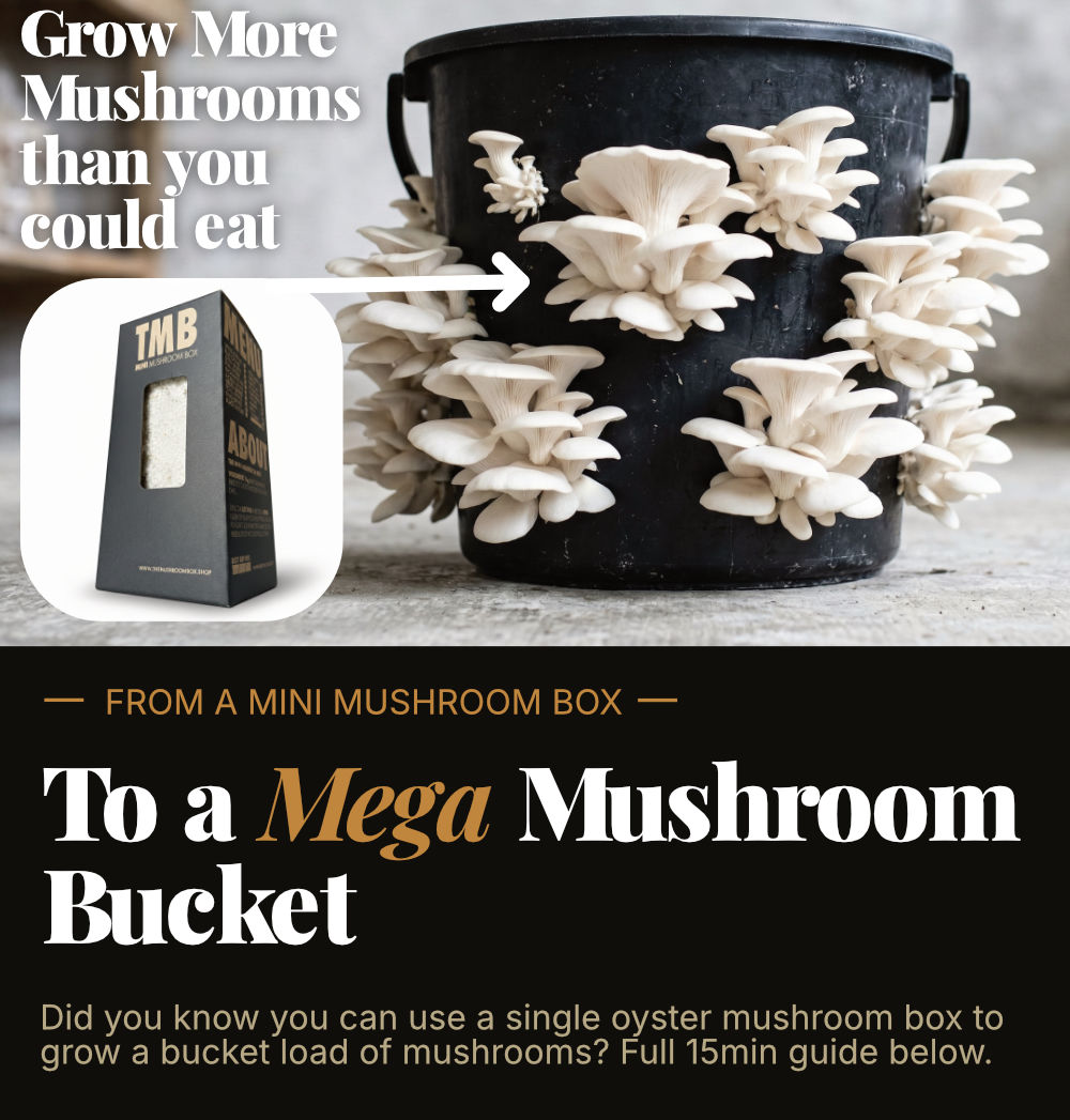 Automatic Mushroom Farm + Seasonal 6 Pack