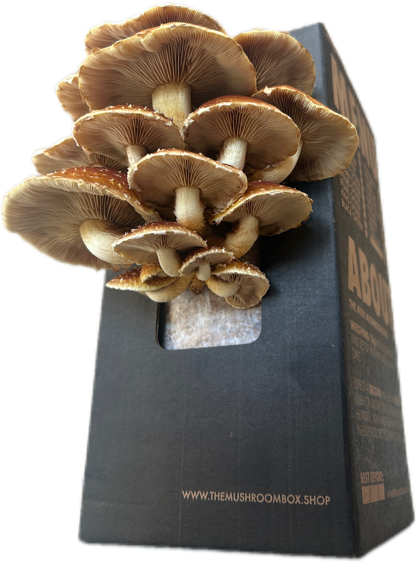 Chestnut Mushroom Box