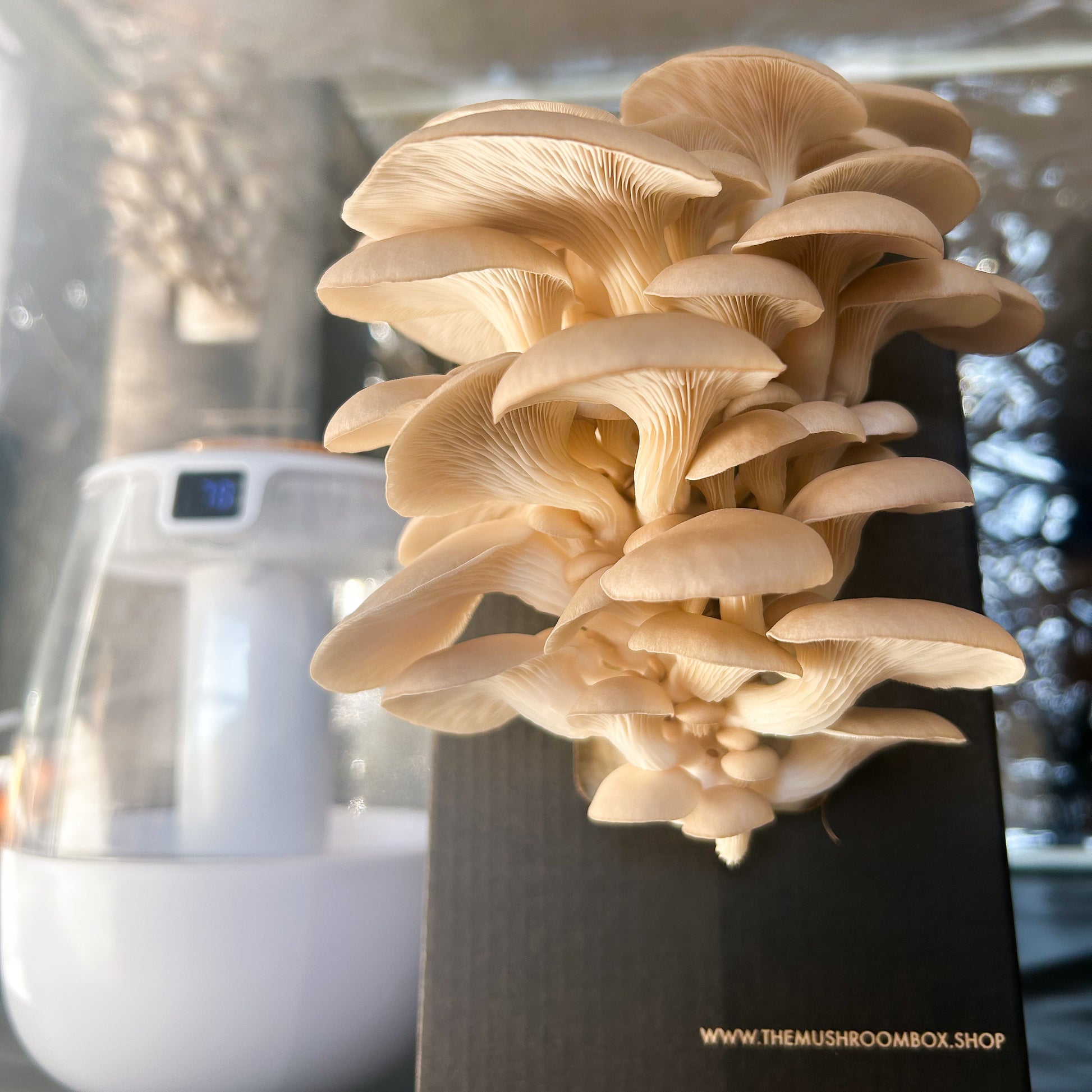 Mini Mushroom Farm