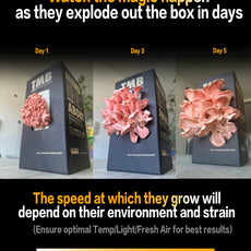 Seasonal 6 Pack | Buy 3 Get 3 Free | Random Mix