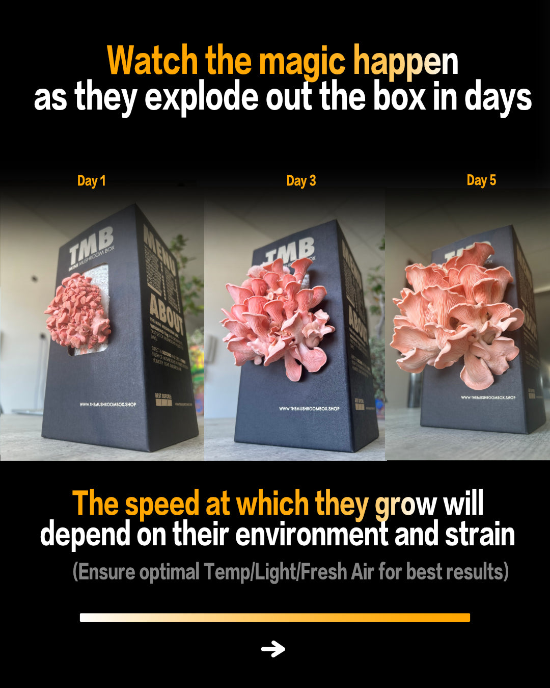 Seasonal 6 Pack | Buy 3 Get 3 Free | Random Mix