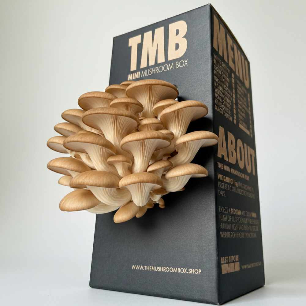 Brown Oyster Mushroom Box