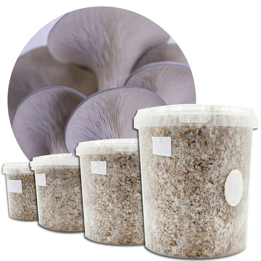 Farmers Favourite - Blue Oyster Mushroom Box