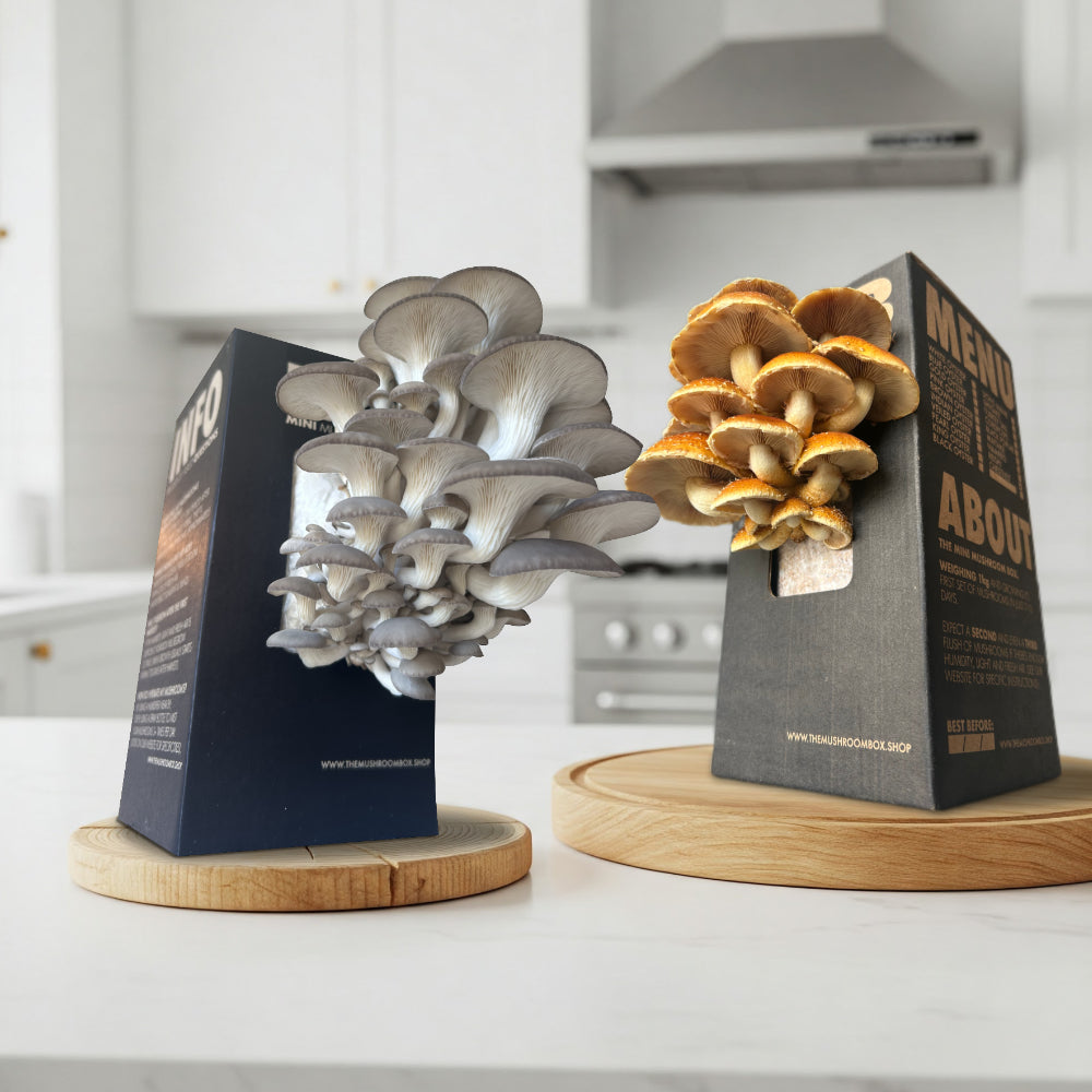 Farmers Favourite - Blue Oyster Mushroom Box