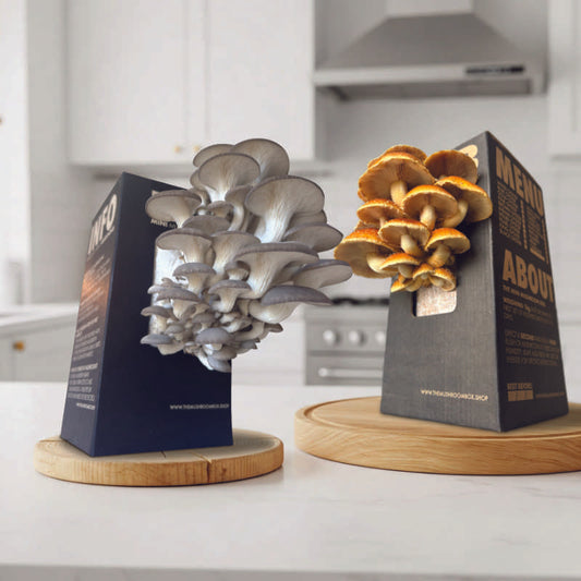 Farmers Favourite - Blue Oyster Mushroom Box