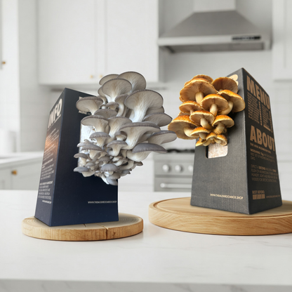 Farmers Favorite - Blue Oyster Mushroom Box