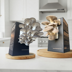 Chefs Favourite - King Oyster Mushroom Box [Pre Order]