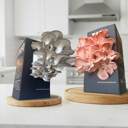 Protein Packed - Pink Oyster Mushroom Box