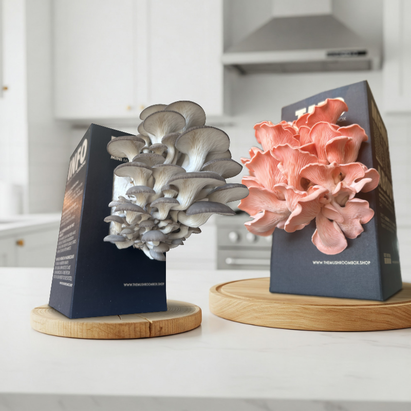 Protein Packed - Pink Oyster Mushroom Box [Pre order]