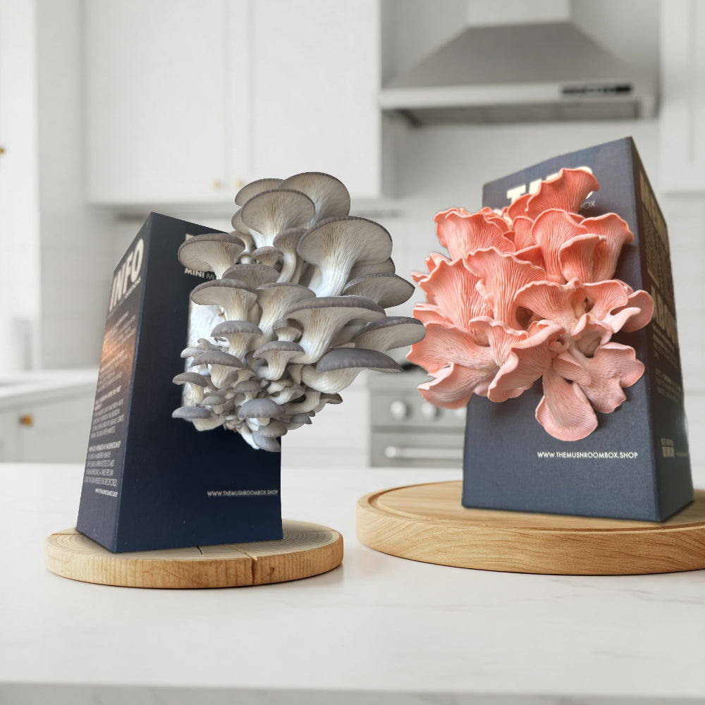 Protein Packed - Pink Oyster Mushroom Box